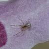 Anelosimus_sl sp.
